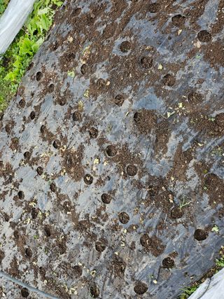 김제일주농장님의 상추 · 영농일지 작성글 사진