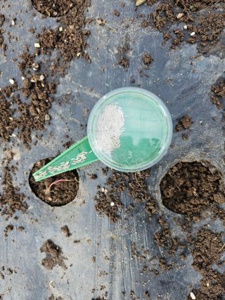 김제일주농장님의 상추 · 영농일지 작성글 사진