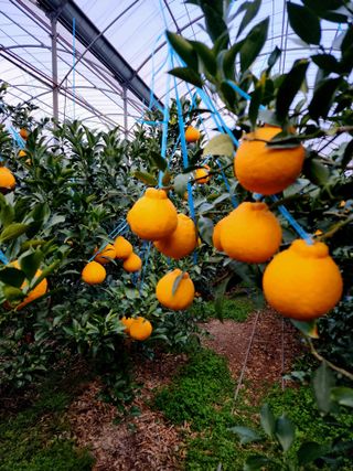 민성종묘(감귤묘목)님의 귤 · 영농일지 작성글 사진
