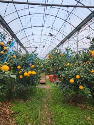 민성종묘(감귤묘목)님의 귤 · 영농일지 작성글 사진