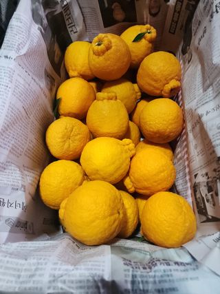 민성종묘(감귤묘목)님의 귤 · 영농일지 작성글 사진