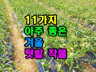 꿈꾸는텃밭님의 기타작물 · 영농일지 작성글 사진