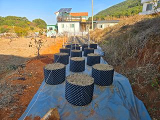 큐체리원님의 기타작물 · 영농일지 작성글 사진