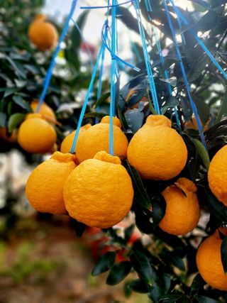 민성종묘(감귤묘목)님의 귤 · 영농일지 작성글 사진