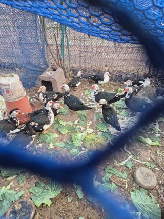 김학규님의 기타작물 · 영농일지 작성글 사진