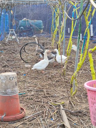 김학규님의 기타작물 · 영농일지 작성글 사진