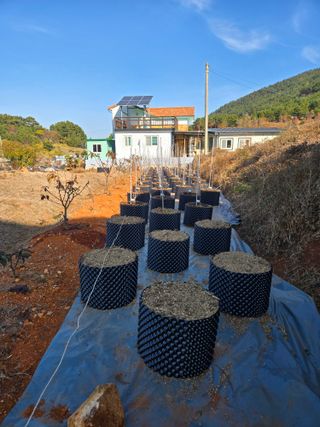 큐체리원님의 기타작물 · 영농일지 작성글 사진