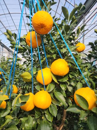 민성종묘(감귤묘목)님의 귤 · 영농일지 작성글 사진