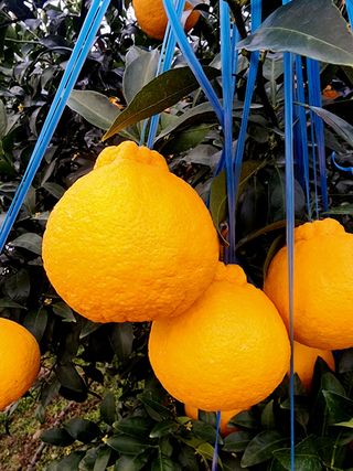 민성종묘(감귤묘목)님의 귤 · 영농일지 작성글 사진