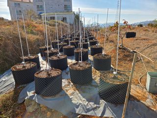 큐체리원님의 기타작물 · 영농일지 작성글 사진