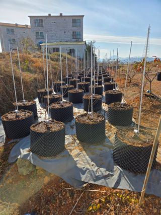 큐체리원님의 기타작물 · 영농일지 작성글 사진