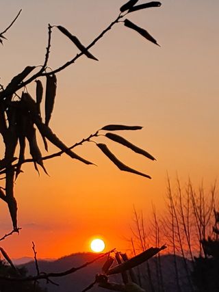 아리랑님의 기타작물 · 영농일지 작성글 사진