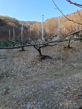 팜모닝 기타작물·영농일지 게시글 이미지