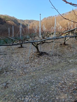 임맹수님의 기타작물 · 영농일지 작성글 사진