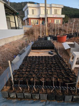 큐체리원님의 기타작물 · 영농일지 작성글 사진