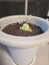 팜모닝 기타작물·영농일지 게시글 이미지