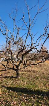 팜모닝 기타작물·영농일지 게시글 이미지