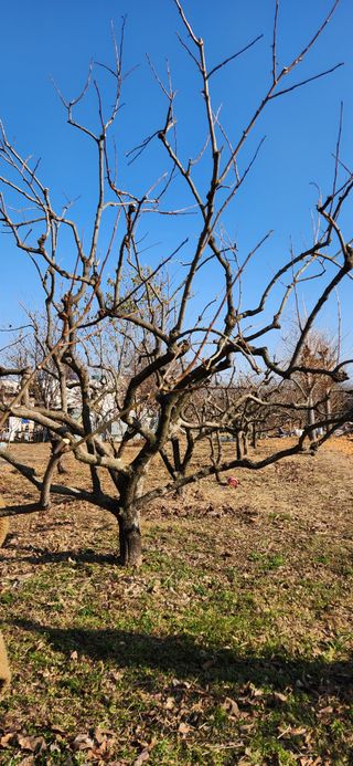 통영바닷가님의 기타작물 · 영농일지 작성글 사진