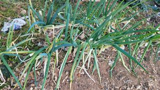 정정치님의 기타작물 · 영농일지 작성글 사진