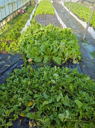 김제일주농장님의 상추 · 영농일지 작성글 사진