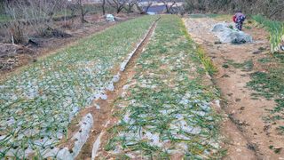 정정치님의 기타작물 · 영농일지 작성글 사진