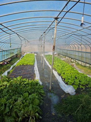 김제일주농장님의 상추 · 영농일지 작성글 사진