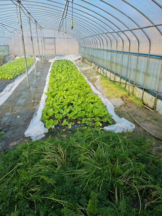 김제일주농장님의 상추 · 영농일지 작성글 사진