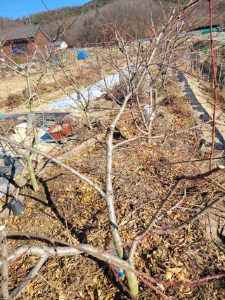 아리랑님의 복숭아 · 영농일지 작성글 사진