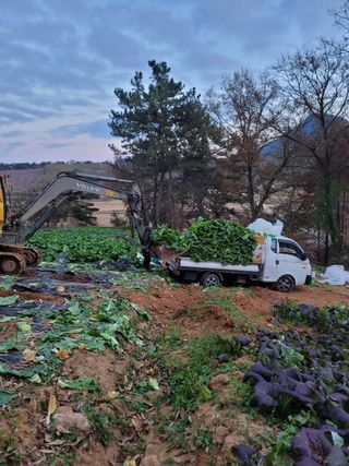 태촌댁님의 기타작물 · 영농일지 작성글 사진