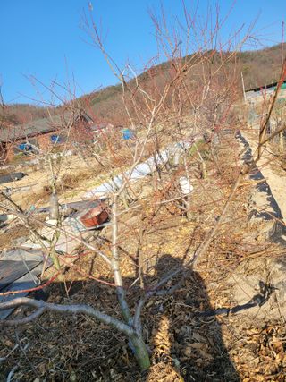 아리랑님의 복숭아 · 영농일지 작성글 사진