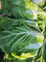 팜모닝 기타작물·영농일지 게시글 이미지