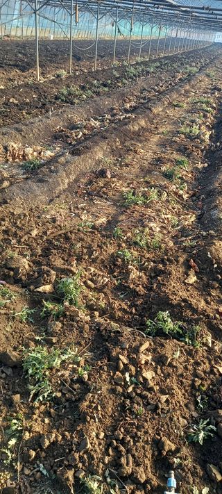 오석태님의 기타작물 · 영농일지 작성글 사진