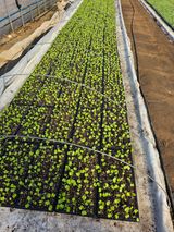 팜모닝 기타작물·영농일지 게시글 이미지