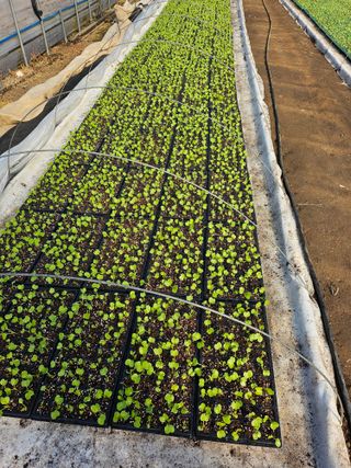 유영진님의 기타작물 · 영농일지 작성글 사진