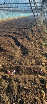 팜모닝 기타작물·영농일지 게시글 이미지