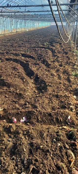 오석태님의 기타작물 · 영농일지 작성글 사진