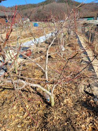 아리랑님의 복숭아 · 영농일지 작성글 사진