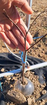 팜모닝 기타작물·영농일지 게시글 이미지