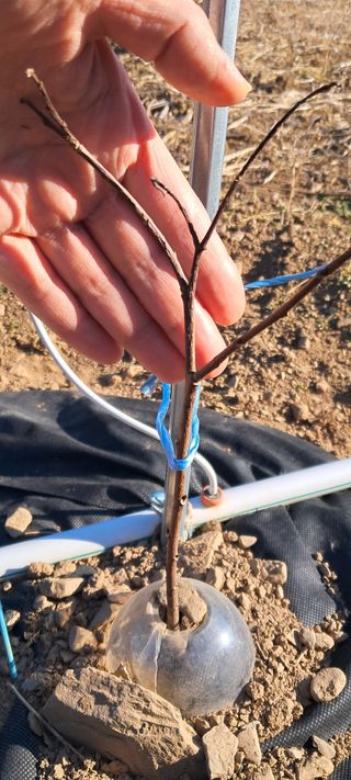 자연애 대풍농장님의 기타작물 · 영농일지 작성글 사진