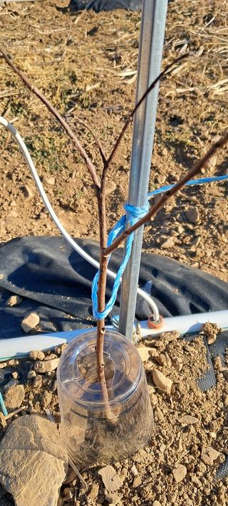 자연애 대풍농장님의 기타작물 · 영농일지 작성글 사진