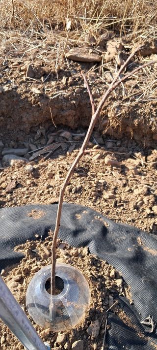 자연애 대풍농장님의 기타작물 · 영농일지 작성글 사진