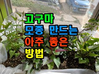 꿈꾸는텃밭님의 기타작물 · 영농일지 작성글 사진