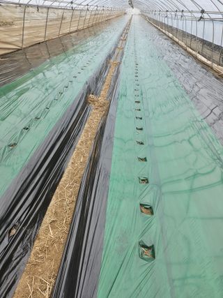 김동식님의 기타작물 · 영농일지 작성글 사진