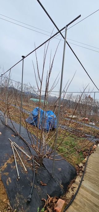 포포나무학교한치원님의 기타작물 · 영농일지 작성글 사진