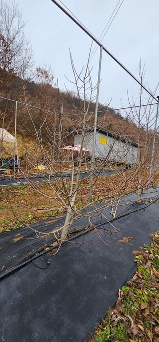 포포나무학교한치원님의 기타작물 · 영농일지 작성글 사진
