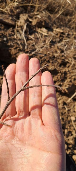 자연애 대풍농장님의 기타작물 · 영농일지 작성글 사진