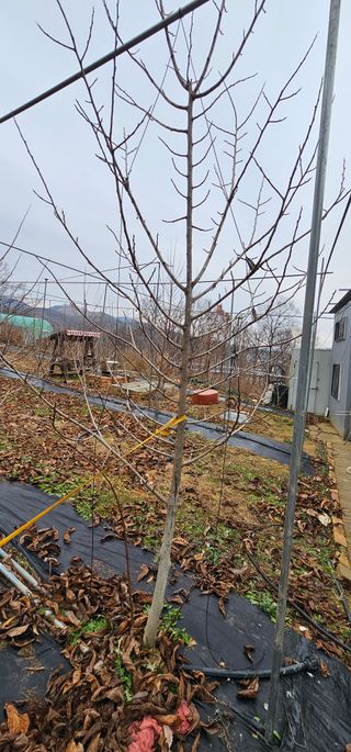 포포나무학교한치원님의 기타작물 · 영농일지 작성글 사진