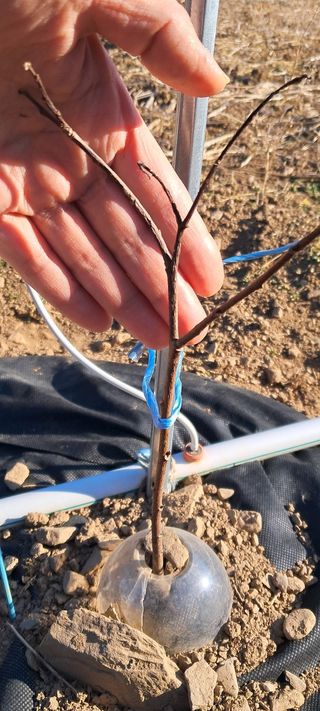 자연애 대풍농장님의 기타작물 · 영농일지 작성글 사진