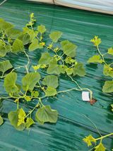 팜모닝 기타작물·영농일지 게시글 이미지