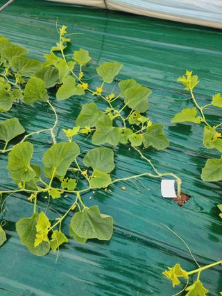 님의 기타작물 · 영농일지 작성글 사진